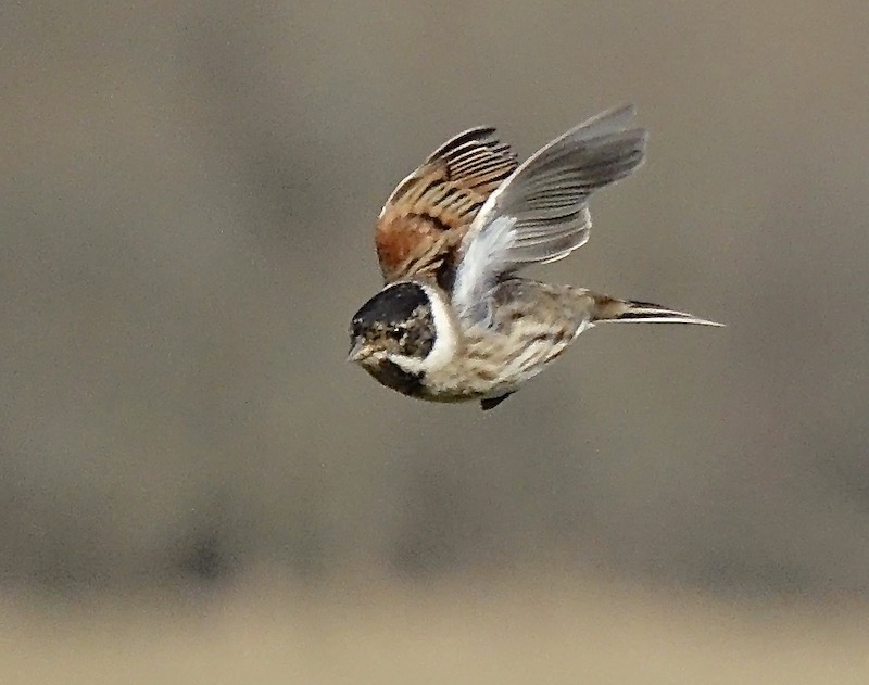 reed bunting